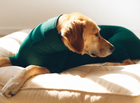 Paw Crate™ Dog Soothing Jacket — Dog lying relaxed on cream dog bed wearing forest green jacket