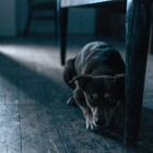 Anxious scared dog trembling before using Paw Crate dog soothing anxiety jacket