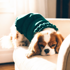 Calm happy dog wearing Paw Crate™ soothing jacket, lying peacefully after anxiety relief
