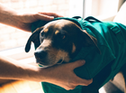Step 1 — Wrapping Paw Crate™ dog soothing jacket over dog’s head