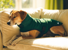 Step 3 — Dog completely calm and relaxed wearing Paw Crate™ soothing jacket