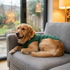 Golden retriever calm in Paw Crate Dog Soothing Jacket on rainy day
